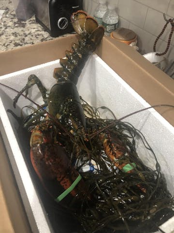 Live Maine Lobster photo review
