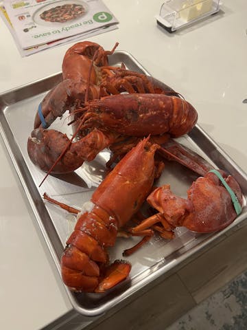Live Maine Lobster photo review