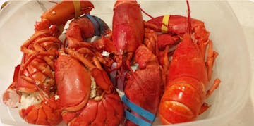 Live Maine Lobster photo review