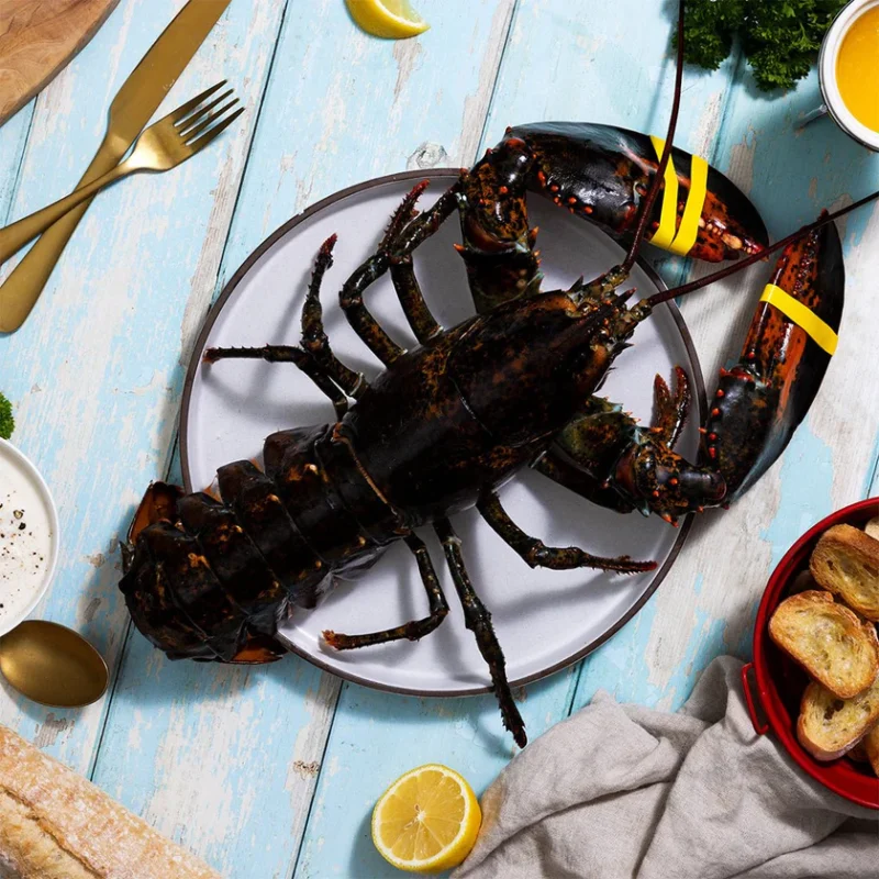 Live Maine Lobster